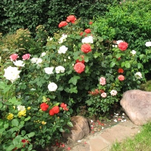 saját Rose Garden