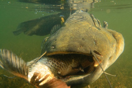 Harcsa - fish som - a halak harcsa