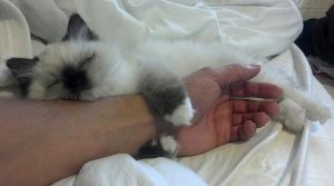 Somnul pisică-Freud, pisicile și câinii noștri