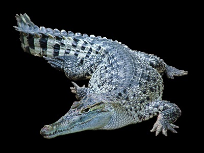 Сонник крокодил, живий крокодил, крокодил маленький