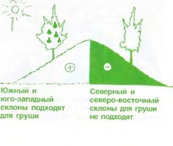 Soiuri de pere pentru regiunile nordice