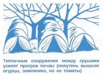 Сорти груші для північних районів