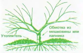 Soiuri de pere pentru regiunile nordice