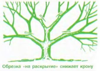 Сорти груші для північних районів