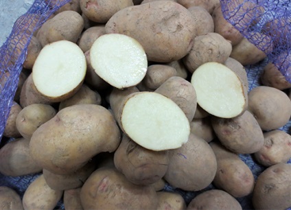 Сорт картоплі аврора фото, відгуки, опис, характеристики