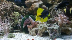 Sugestii pentru acvaristii marini incepatori