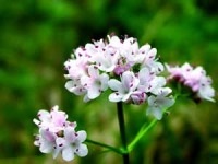 Fűszerek minden alkalomra (macskagyökér) Fűszerek minden alkalomra