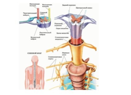 Спинний і головний мозок - складові центральної нервової системи