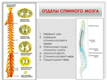 Спинний і головний мозок - складові центральної нервової системи