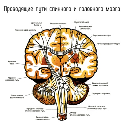 Спинний і головний мозок - складові центральної нервової системи