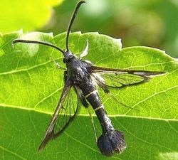 Стеклянніца на смородині як виявити, методи боротьби, профілактика, фото, відео