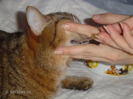 Sterilizați forumul animalelor de pisică pentru pasiuni