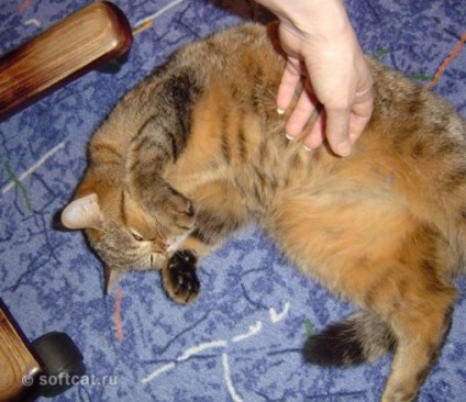 Стерилізувати кішку домашні тварини форум на пристрастях