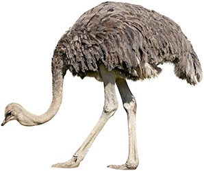 Страус - корисні і небезпечні властивості м'яса страуса