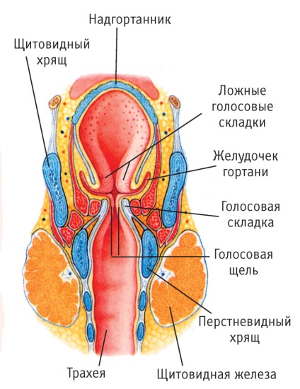 Structura gâtului uman - cum funcționează și din ce constă