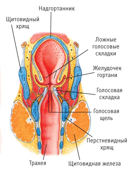 Будова горла людини - як працює і з чого складається