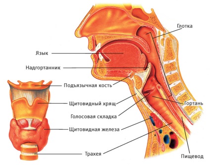 Structura gâtului uman - cum funcționează și din ce constă