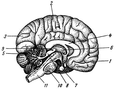 Structura maduvei spinarii si a creierului - stiinte medicale