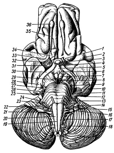 Structura maduvei spinarii si a creierului - stiinte medicale