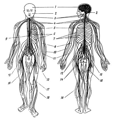 Structura maduvei spinarii si a creierului - stiinte medicale