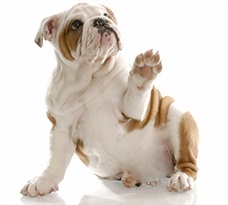 Суха храна за кучета - да си купят храна за кученца онлайн магазин за домашни любимци