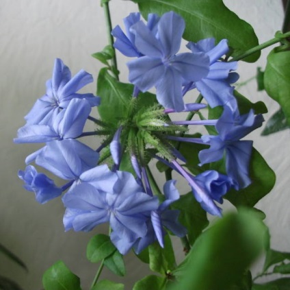 În caz contrar, plumbago