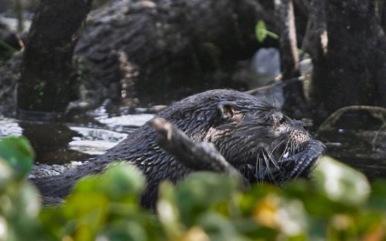 Violul și lupta cu crocodili care vor lua cina