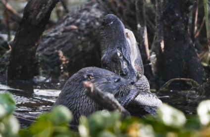 Violul și lupta cu crocodili care vor lua cina