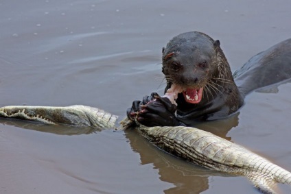 Violul și lupta cu crocodili care vor lua cina