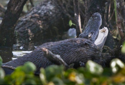 Violul și lupta cu crocodili care vor lua cina