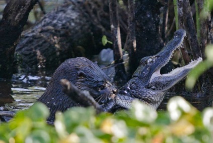 Violul și lupta cu crocodili care vor lua cina