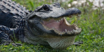 Сутичка видри і крокодила хто ким пообідає