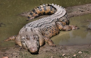 Temperatura corporală și ecloziunea masculilor crocodili