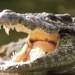 Температура тіла і вилуплення самців крокодила