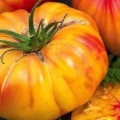 Tomato Budenovka descriere, caracterizare și cultivare