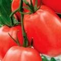 Tomato Budenovka descriere, caracterizare și cultivare