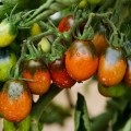 Tomato Budenovka descriere, caracterizare și cultivare