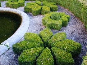 Topiari la dacha, cu idei proprii de fotografie