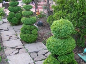 Topiari la dacha, cu idei proprii de fotografie