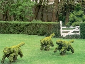 Topiari la dacha, cu idei proprii de fotografie