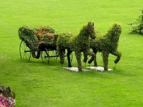 Topiari la dacha, cu idei proprii de fotografie