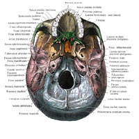 Topografia craniului