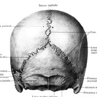 Topografia craniului