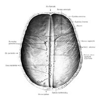 Topografia craniului