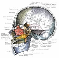 Topografia craniului