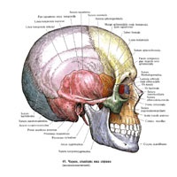 Topografia craniului