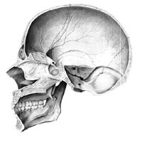 Topografia craniului