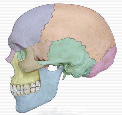 Topografia craniului și anatomia acestuia