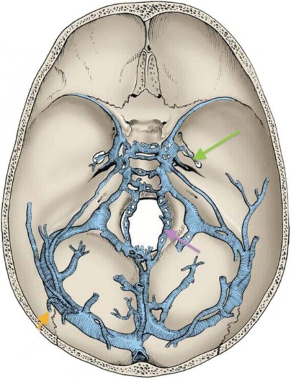 Topografia craniului și anatomia acestuia