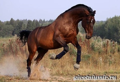 Trakehner